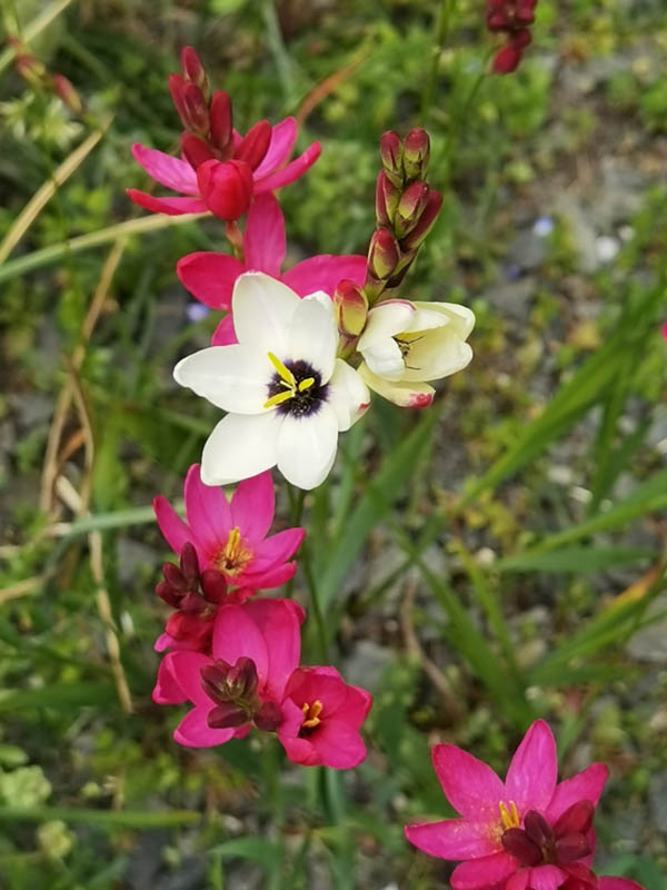 Ixia sp x hort photo
